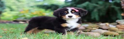 Bernese Mountain Dog dogs for sale: Sugar - Ad 6