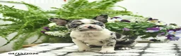 Boston Terrier dogs for sale: Rosie  - Ad 3
