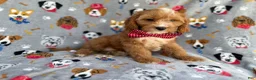Cavapoo dogs for sale: Chance - Ad 2