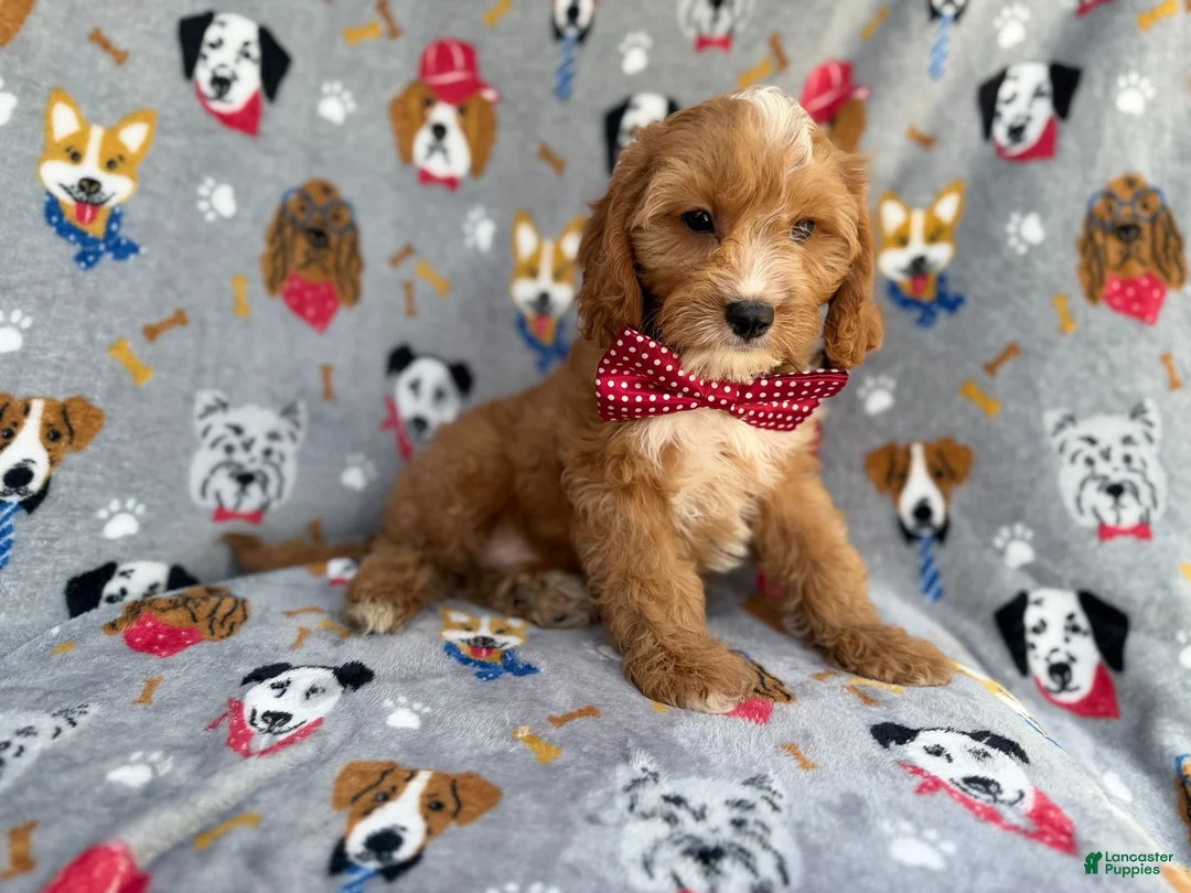 Cavapoo dogs for sale: Chance - Ad 2