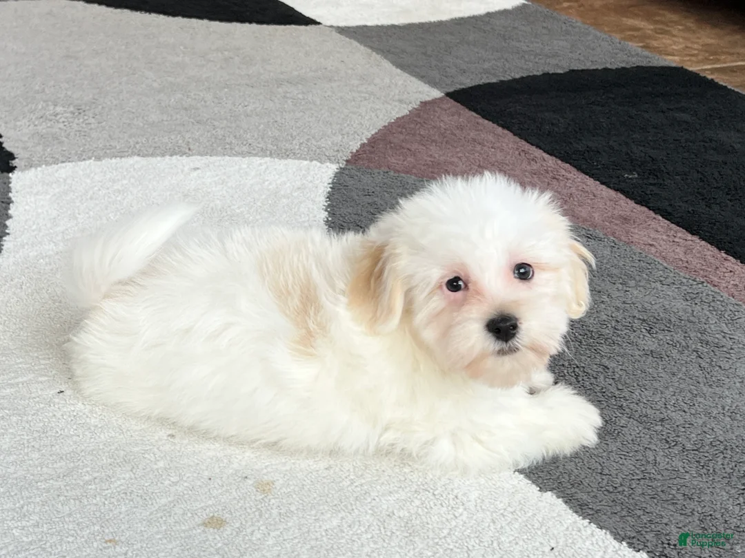 Lhasa Apso dogs for sale: Peaches - Ad 2