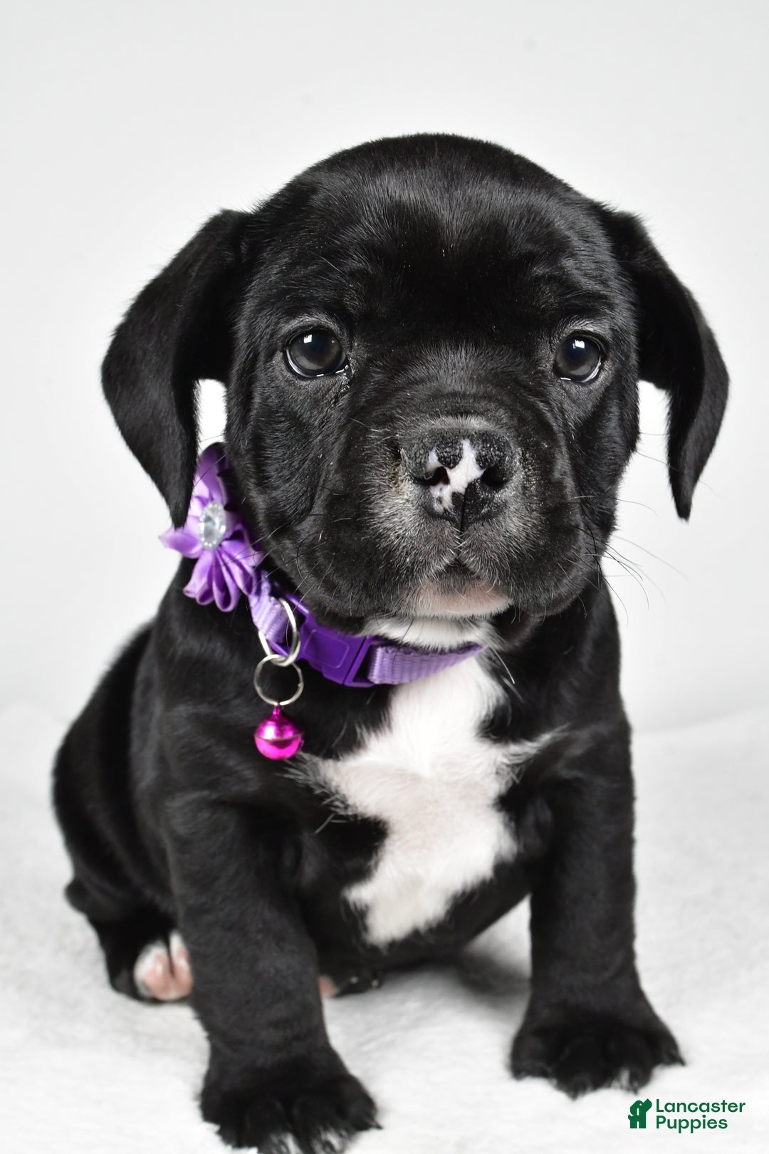 Mixed Breed dogs for sale: Dixie - Ad 7