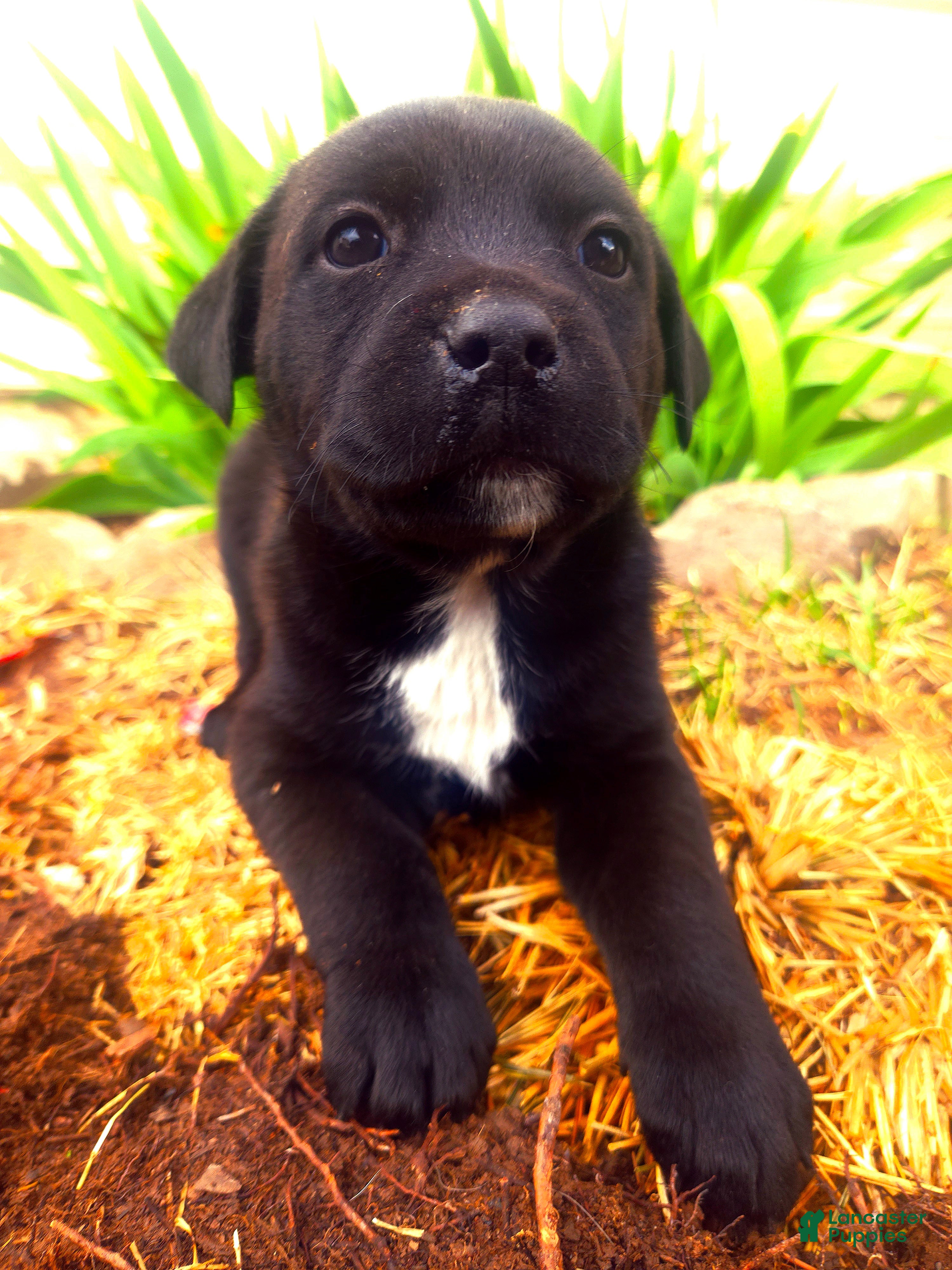 Mixed Breed dogs Mixed Breed Puppy 5 - Ad 9