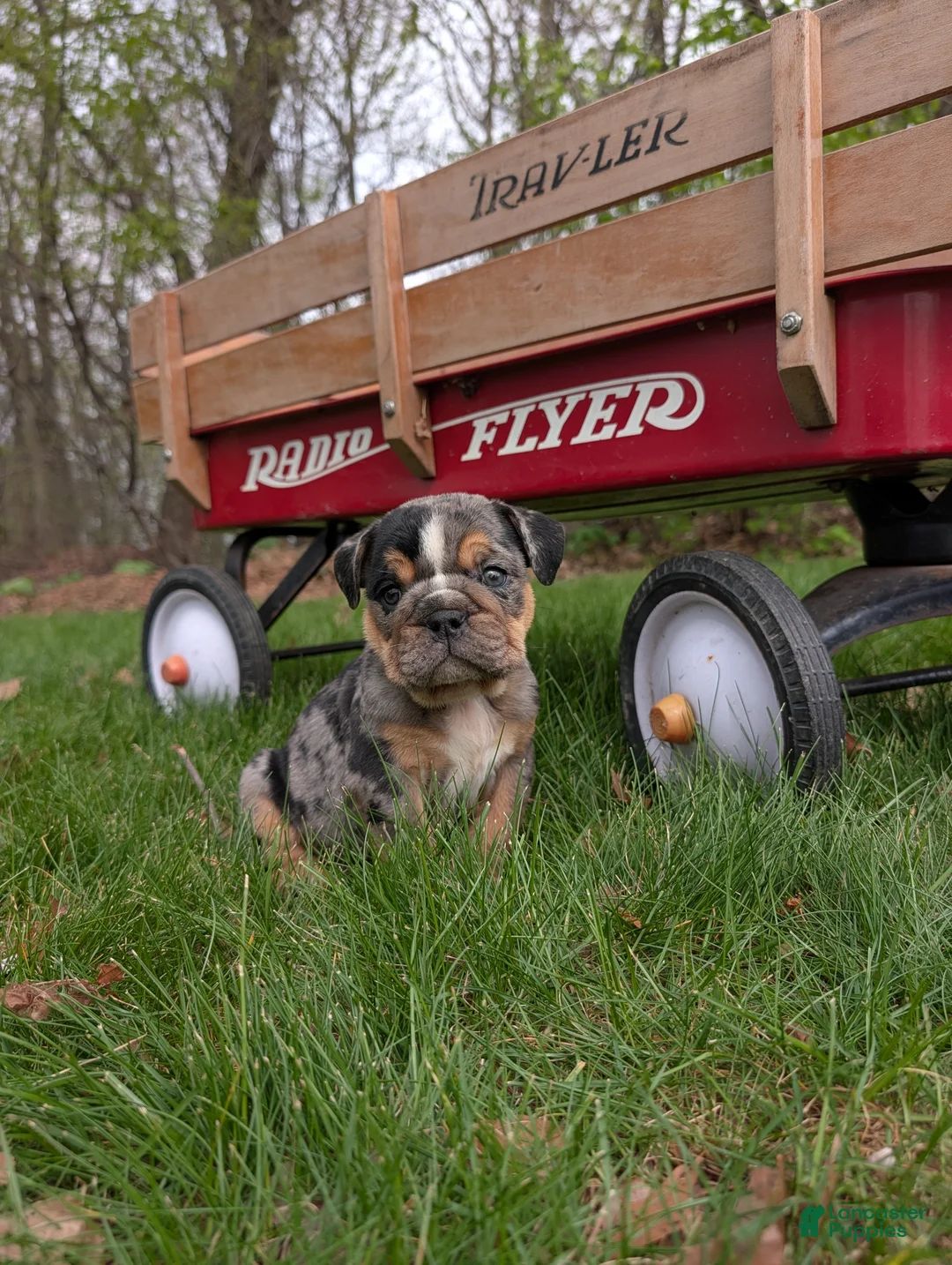 English Bulldog dogs for sale: Duke - Ad 1