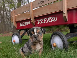 English Bulldog dogs for sale: Duke - Ad 3