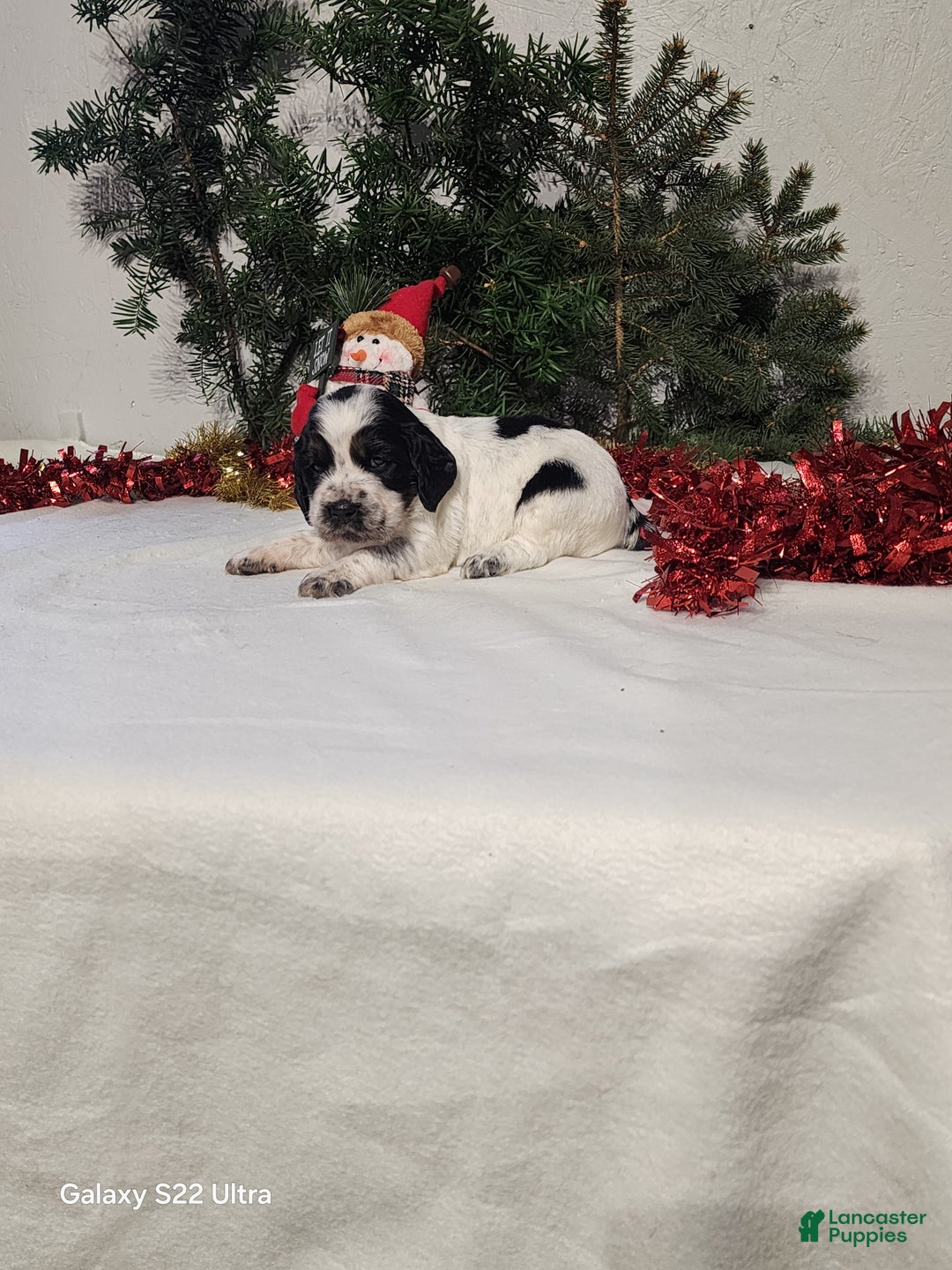 English Springer Spaniel dogs for sale: Mack - Ad 1