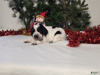 English Springer Spaniel dogs Mack - Ad 1