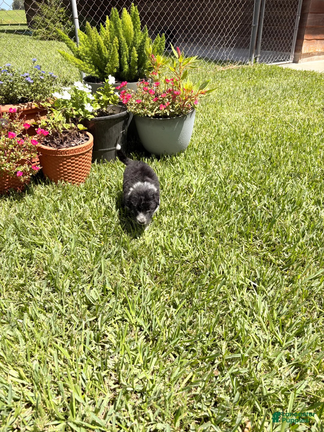 Mixed Breed dogs for sale: Fred  - Ad 2