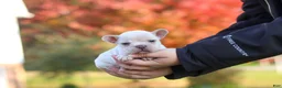 French Bulldog dogs for sale: Chester - Ad 3