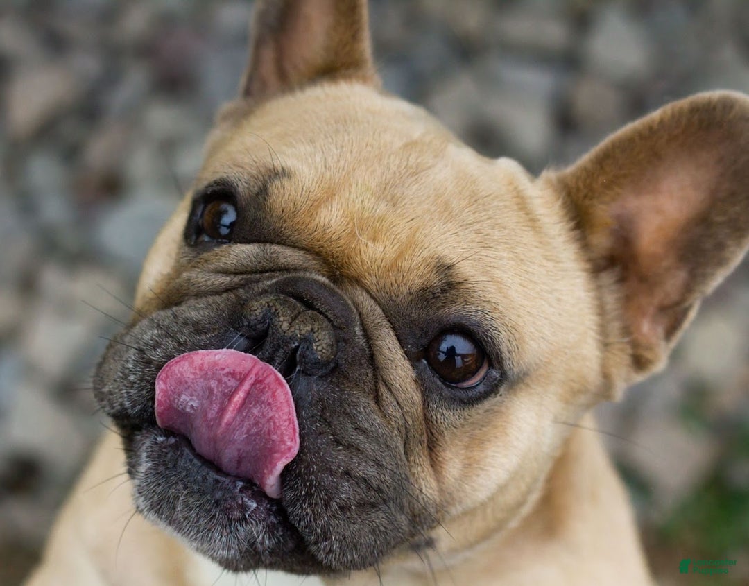 French Bulldog dogs for sale: captain AKC - Ad 4