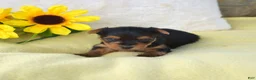 Yorkshire Terrier dogs for sale: Mickey - Ad 4