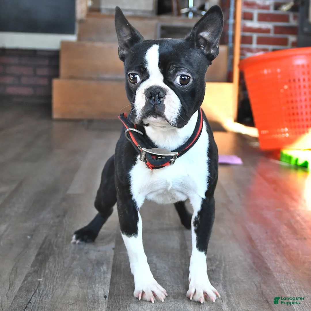 Boston Terrier dogs for sale: Sallie  - Ad 5