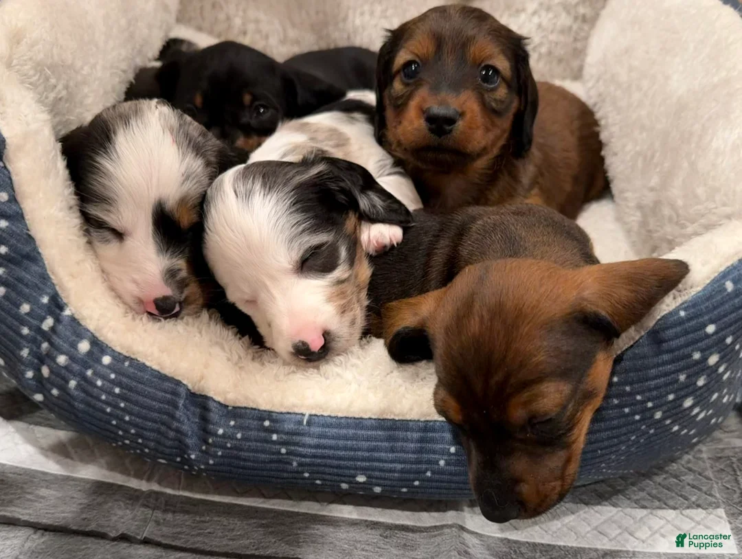 Miniature Dachshund dogs for sale: Nimbus - Ad 5
