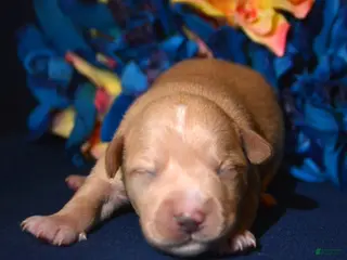 Miniature Schnauzer dogs Miniature Schnauzer Micky - Ad 21