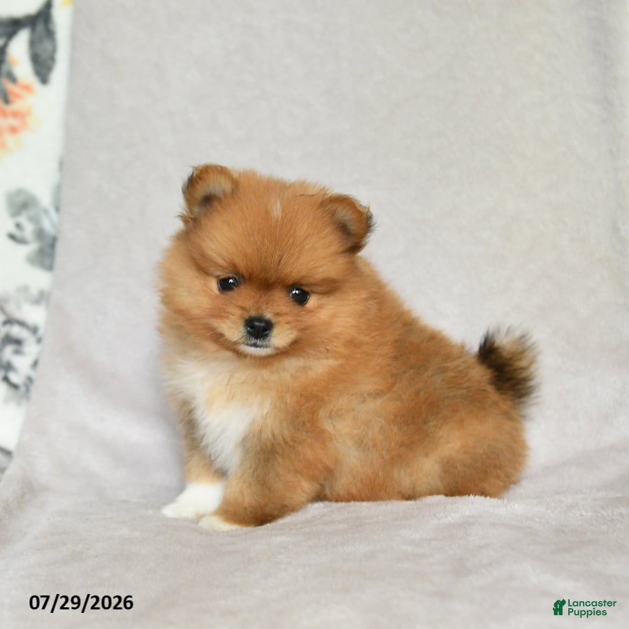 Pomeranian dogs Brian - Ad 2