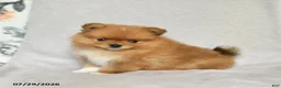 Pomeranian dogs for sale: Brian - Ad 2