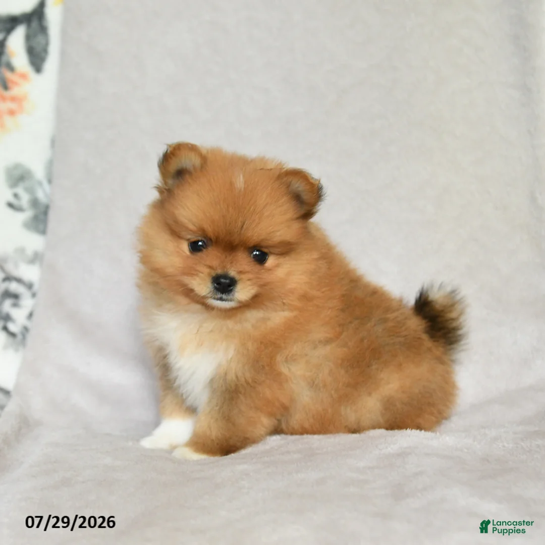 Pomeranian dogs for sale: Brian - Ad 2
