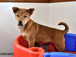 Mixed Breed dogs Tootsie - Ad 32