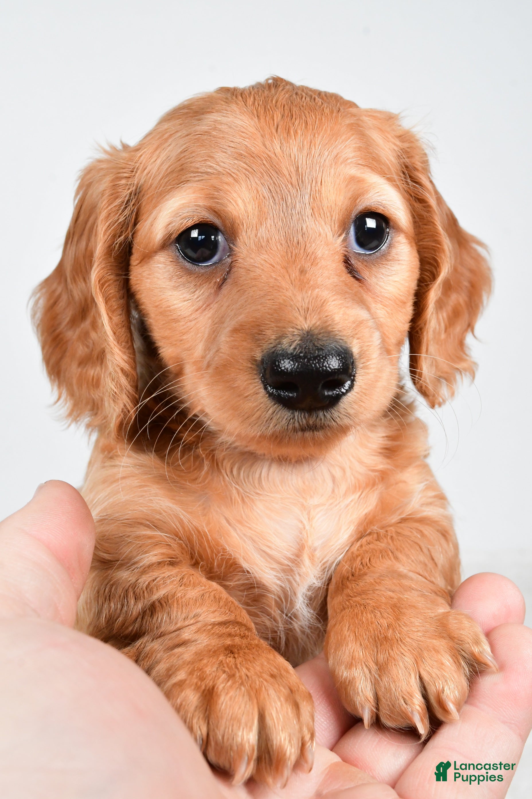 Miniature Dachshund dogs Denver - Ad 2