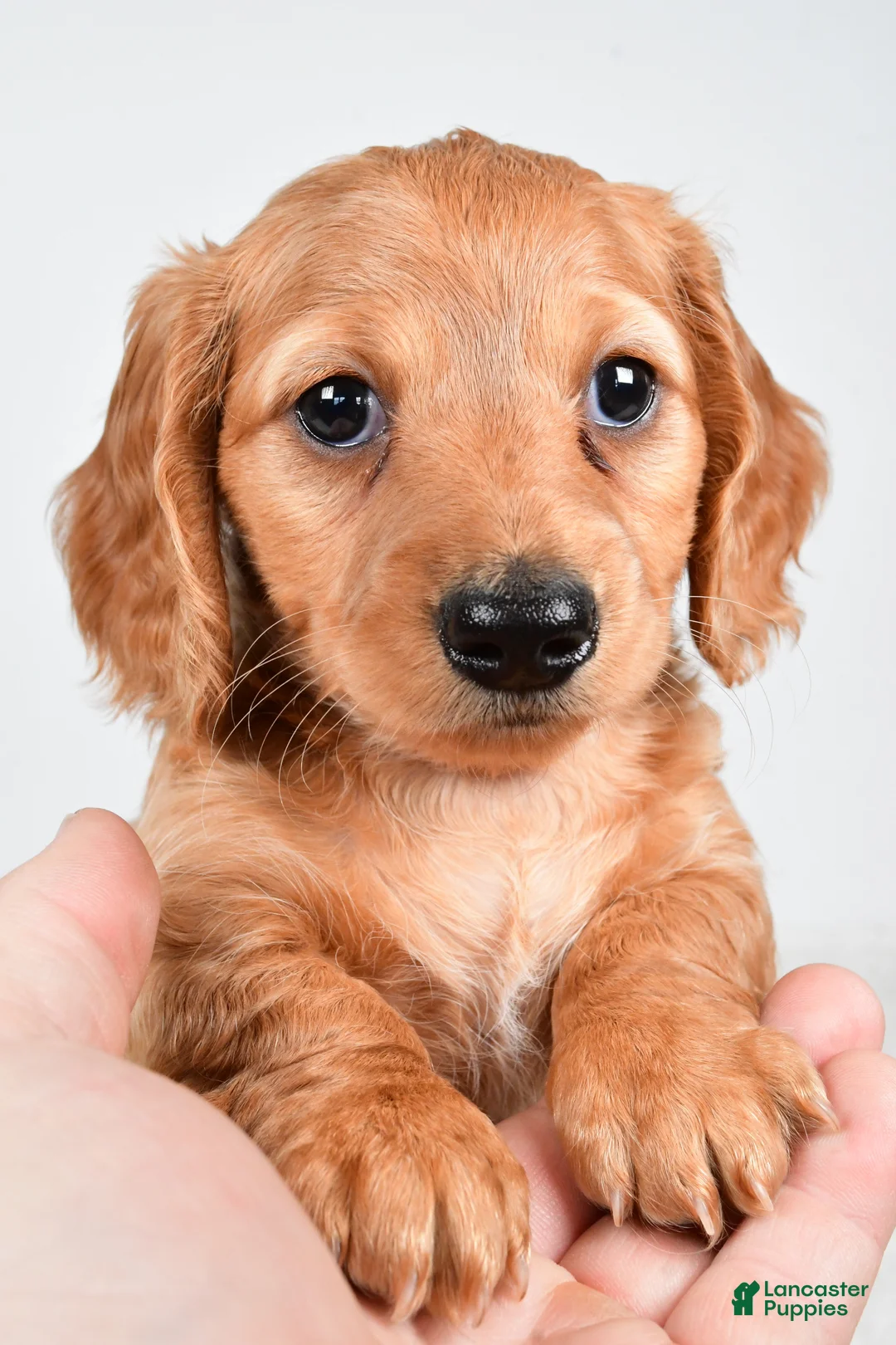 Miniature Dachshund dogs for sale: Denver - Ad 2