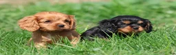 Cavalier King Charles Spaniel dogs for sale: Pemberley  - Ad 2