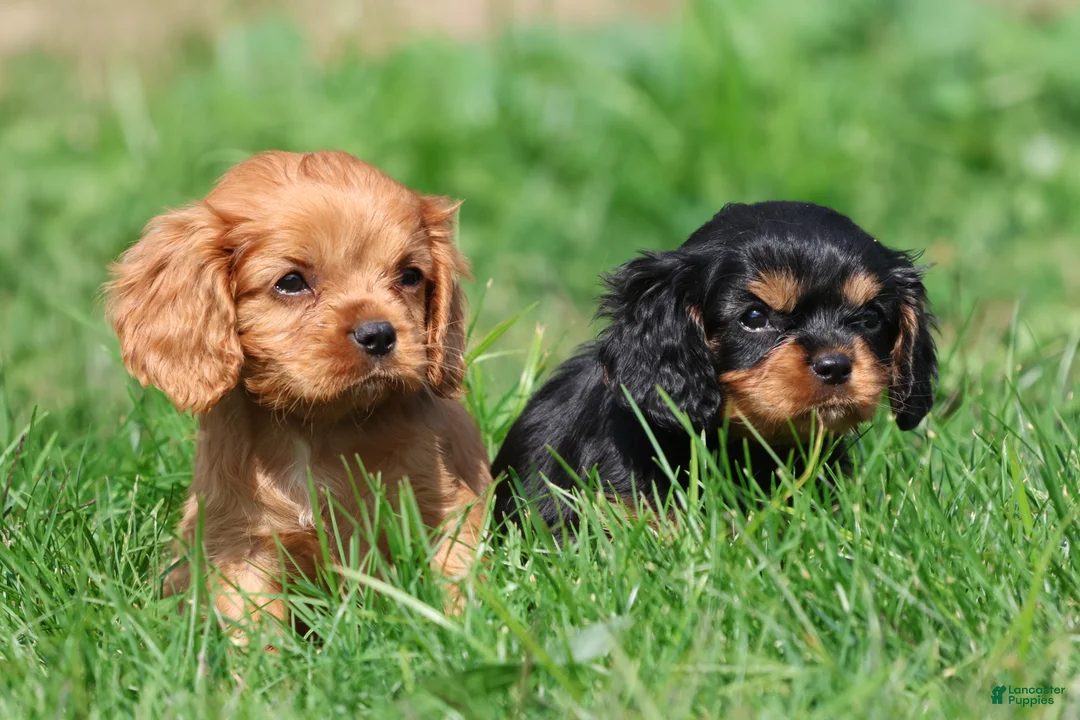 Cavalier King Charles Spaniel dogs for sale: Pemberley  - Ad 2