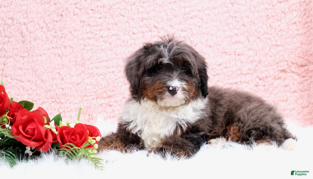 Mini Bernedoodle dogs for sale: Eliot - Ad 3