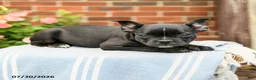 Frenchton dogs for sale: Dakota - Ad 1