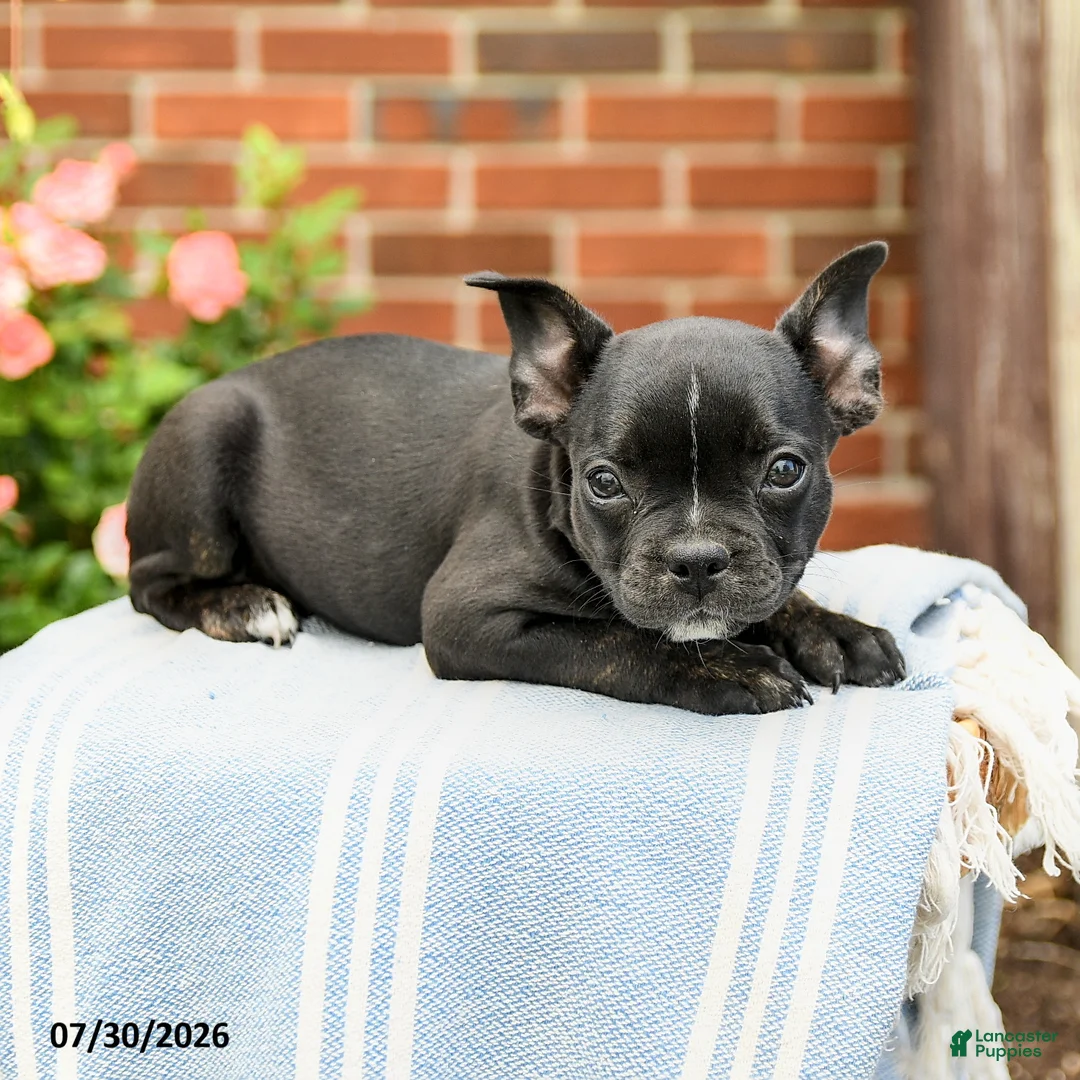 Frenchton dogs for sale: Dakota - Ad 1
