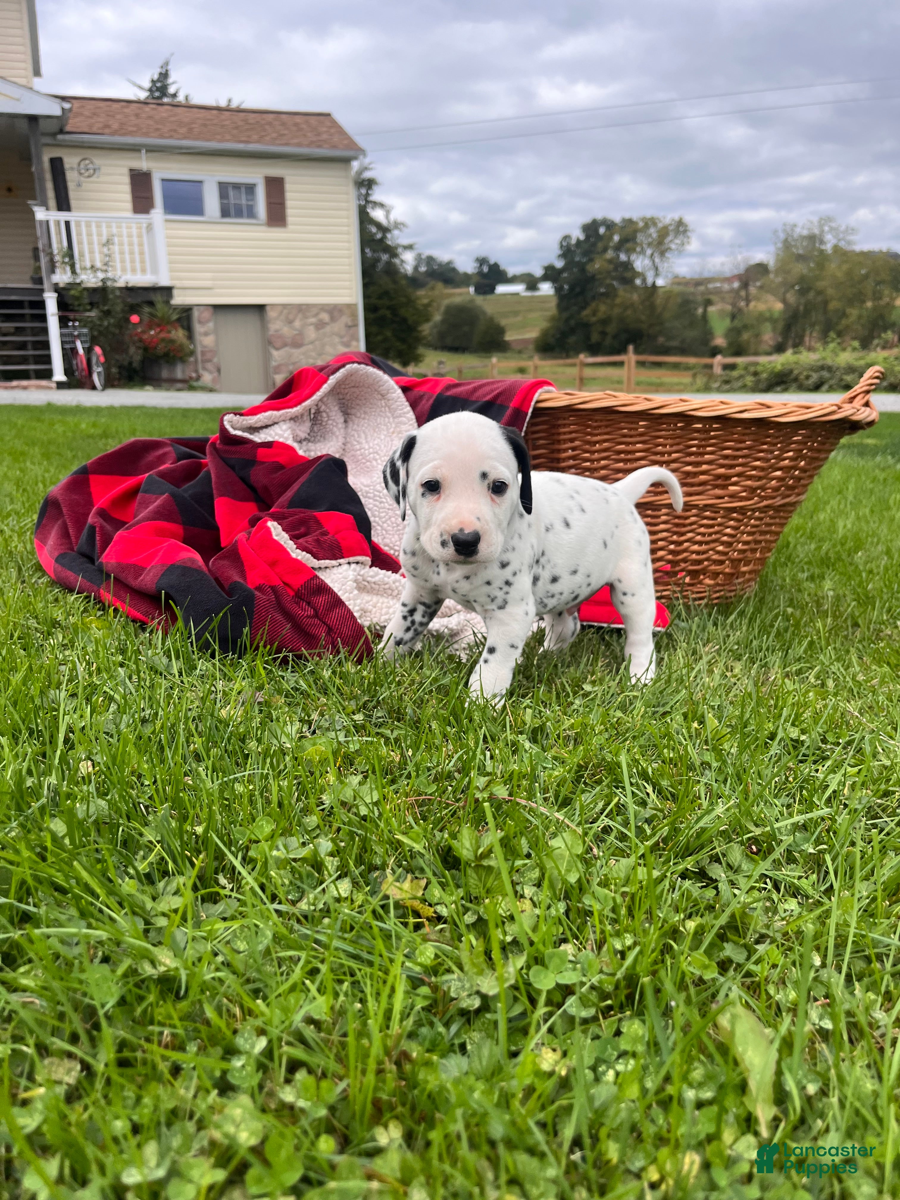 Dalmatian dogs Rex❤️Akc Genetic Health Tested  - Ad 2