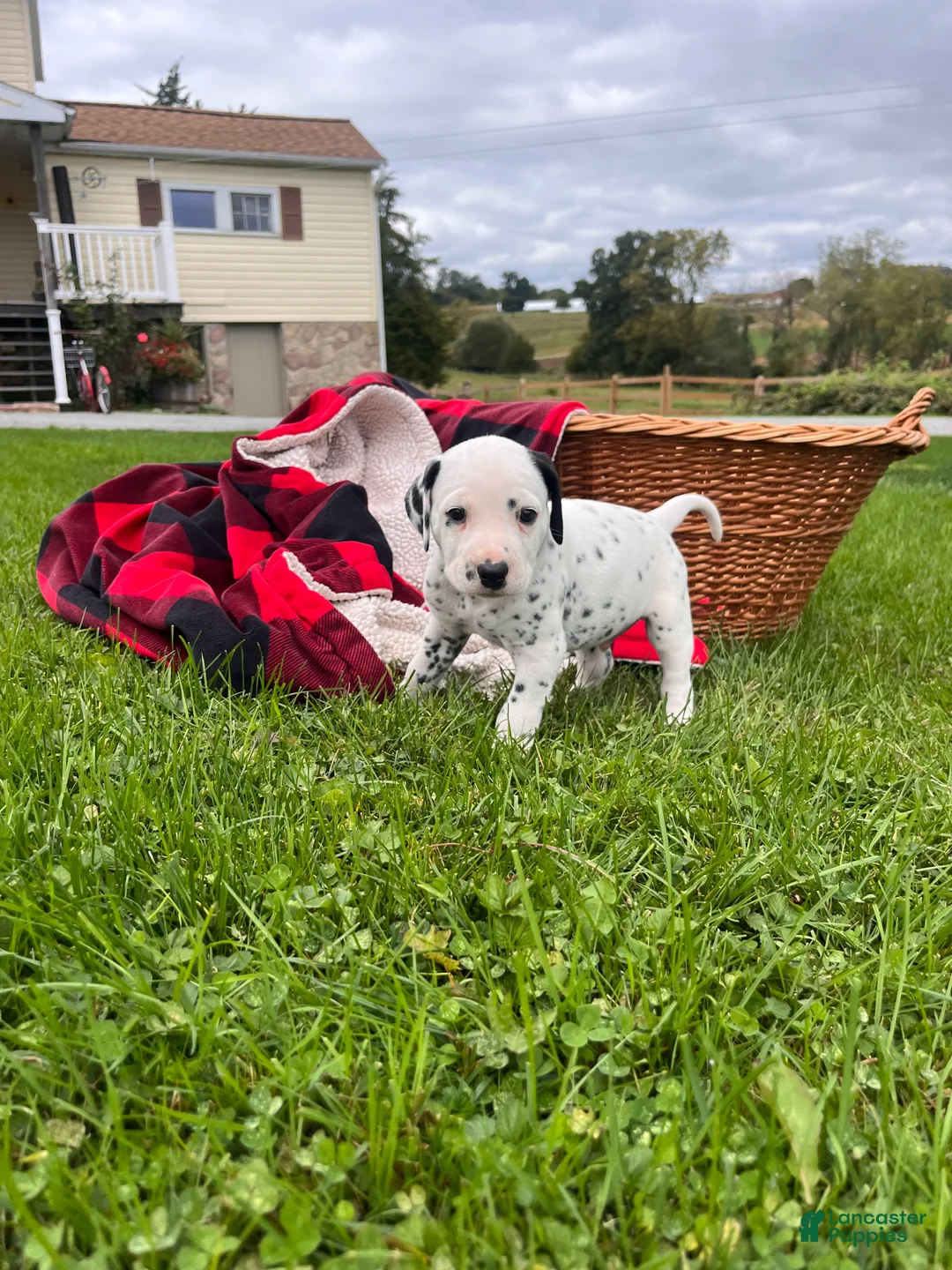 Dalmatian dogs for sale: Rex❤️Akc Genetic Health Tested  - Ad 2