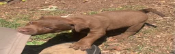 Patterdale Terrier dogs for sale: Patterdale Terrier 1 - Ad 6