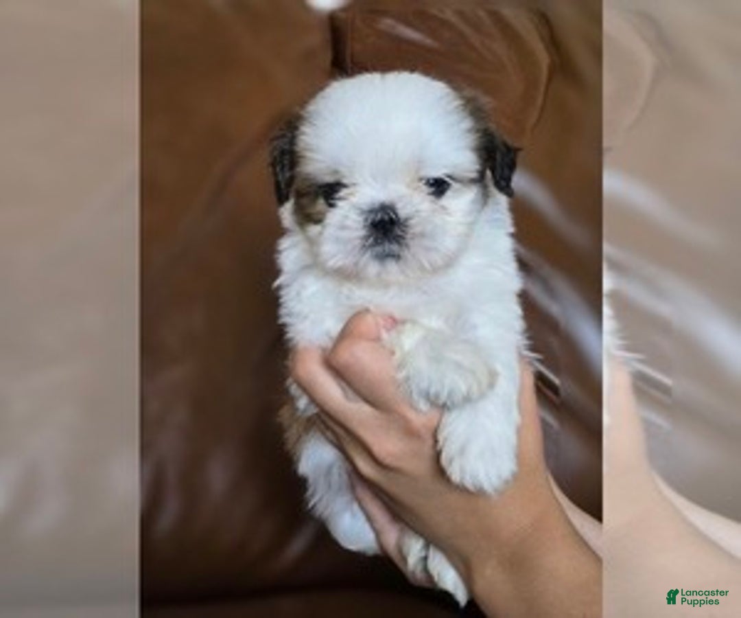 Gallery Image {{count}}