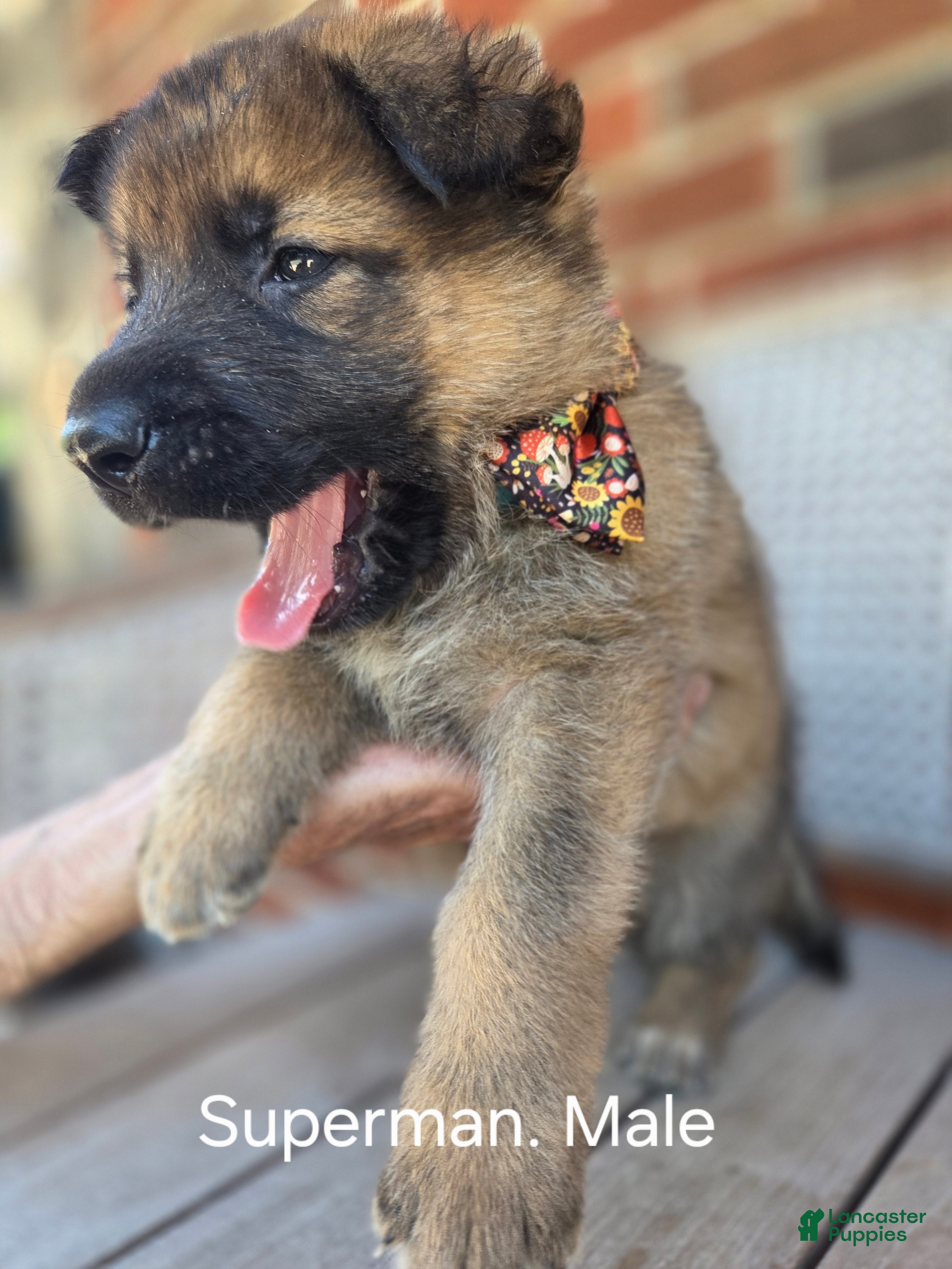 German Shepherd dogs Superman - Ad 2