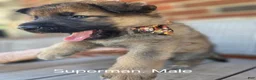 German Shepherd dogs for sale: Superman - Ad 2