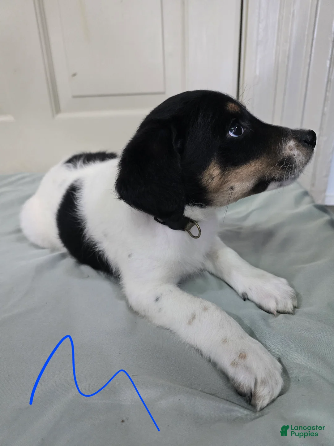 Mixed Breed dogs for sale: Grey Collar - Ad 2
