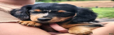 Macy