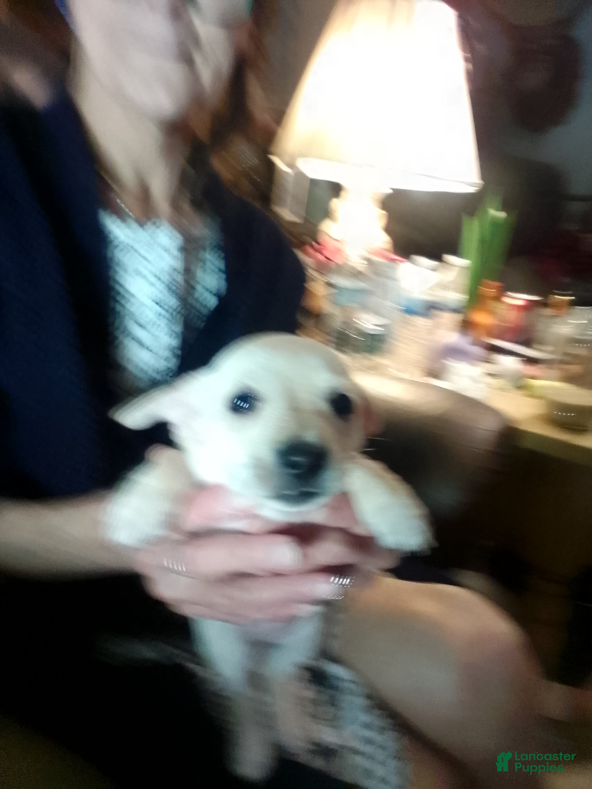 Chiweenie dogs Chiweenie Puppy 4 - Ad 1