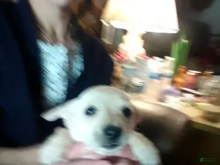 Chiweenie dogs Chiweenie Puppy 4 - Ad 1