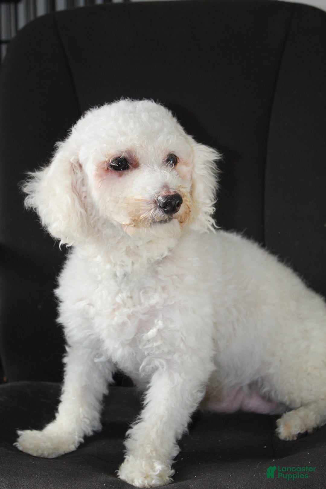 Cavachon dogs for sale: Snowball - Ad 27