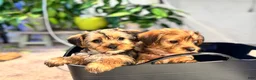 Yorkshire Terrier dogs for sale: Bailey (yellow) - Ad 6