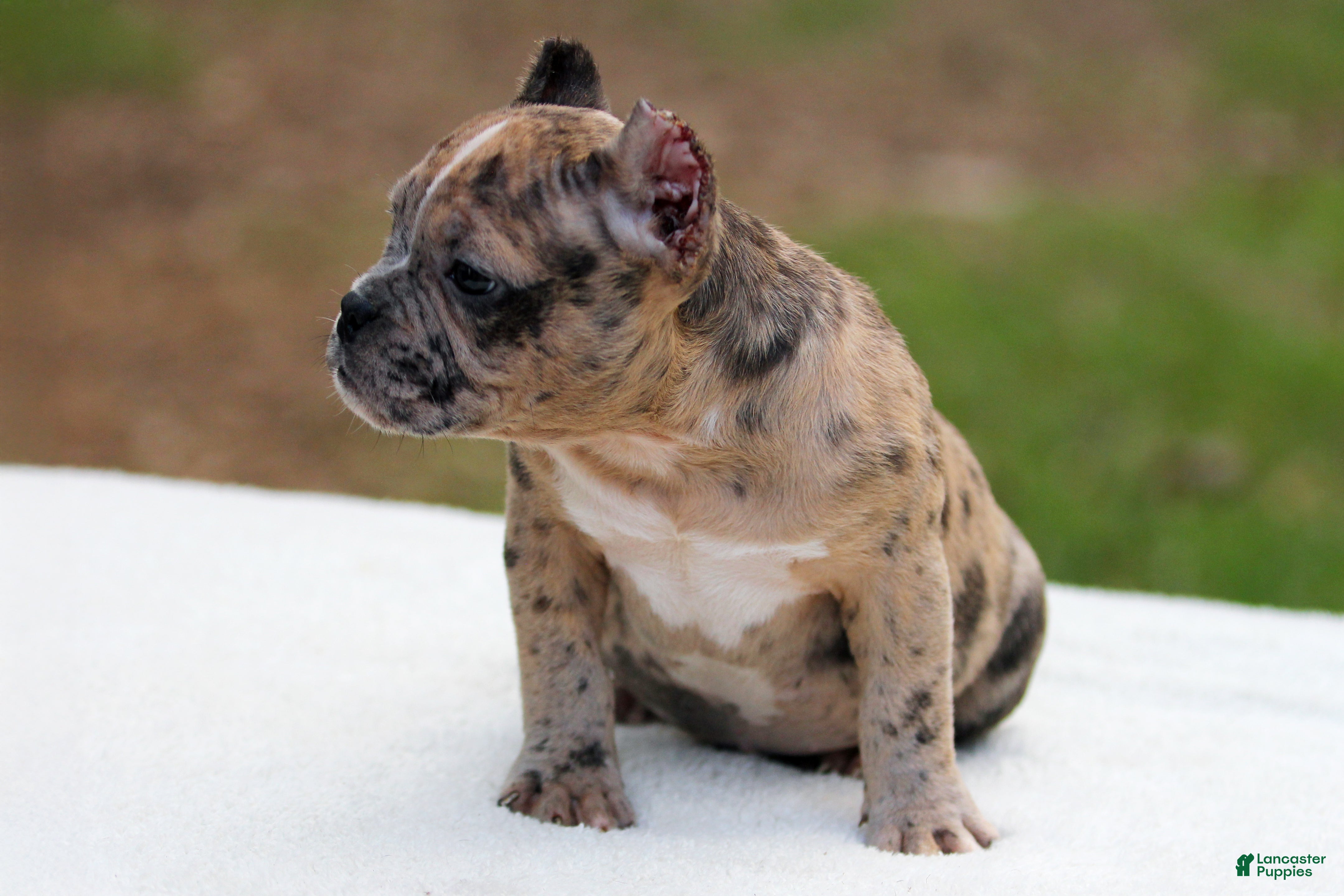 American Bully dogs Black Brindle Merle Female - Ad 2