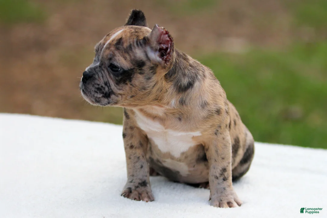 American Bully dogs for sale: Black Brindle Merle Female - Ad 2