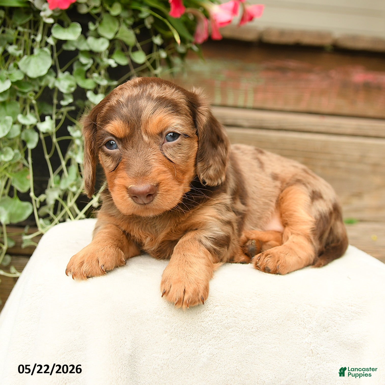 Dachshund dogs Adaline - Ad 1