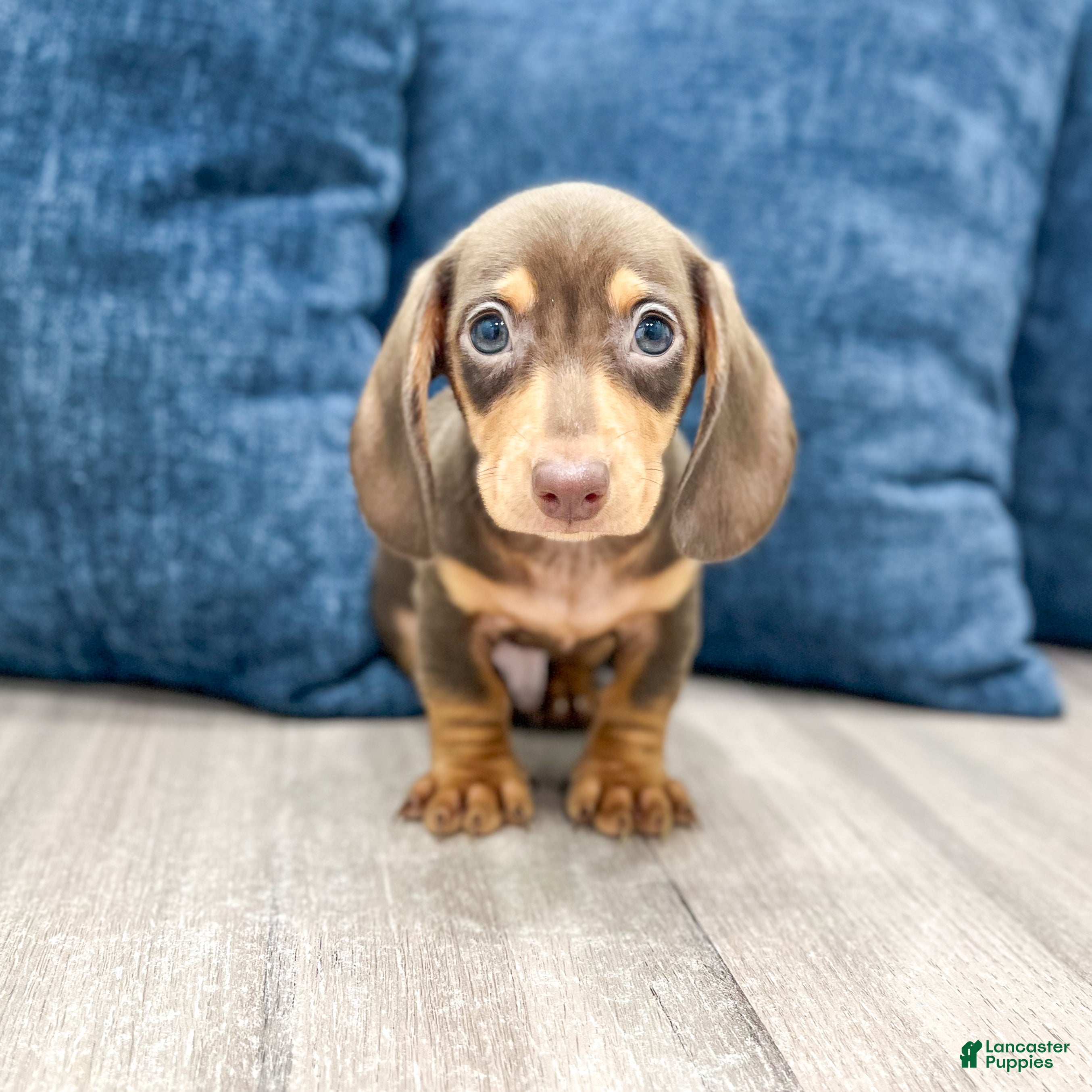 Miniature Dachshund dogs Roscoe - Ad 1