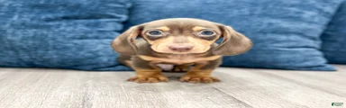 Roscoe
