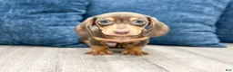 Miniature Dachshund dogs for sale: Roscoe - Ad 1