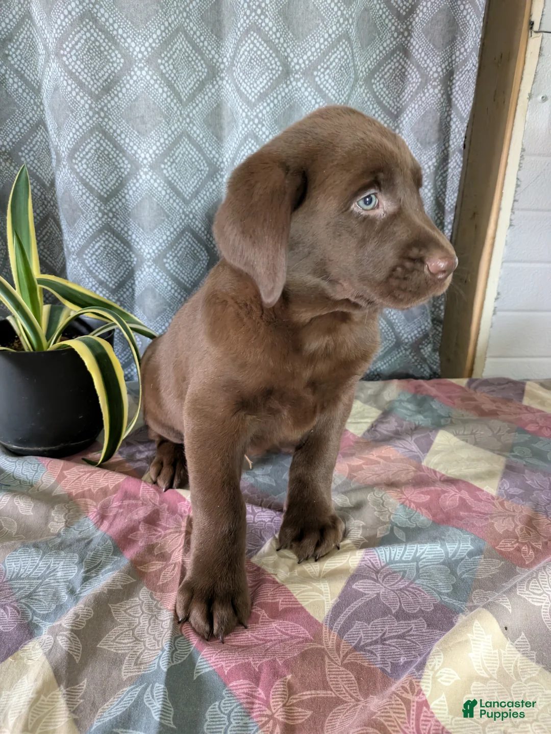 Labrador Retriever dogs for sale: Rosebud - Ad 1