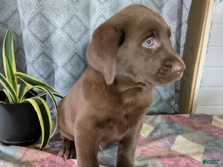 Labrador Retriever dogs Rosebud - Ad 5