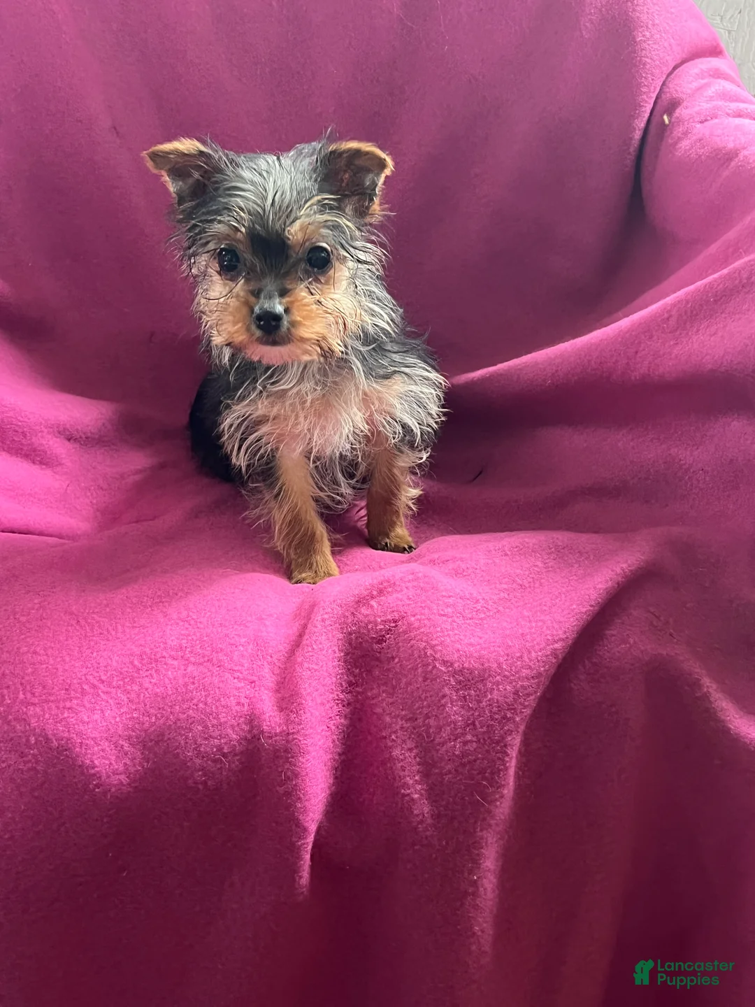 Yorkshire Terrier dogs for sale: Sussie Q - Ad 8